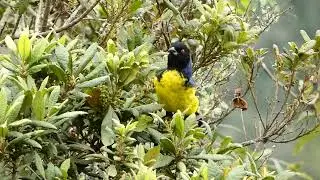 Hooded Mountain Tanager, Buthraupis montana. ECUADORIAN ANDES!
