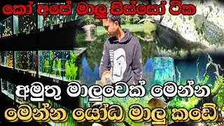 බලන්න මේ අමුතු ජාතියේ මාළුවා! | Fish Shop Tour Sri Lanka