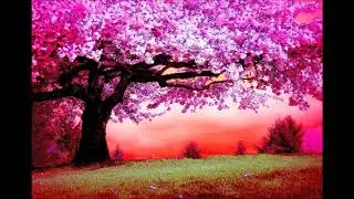 Scott Harrison - Cherry Tree