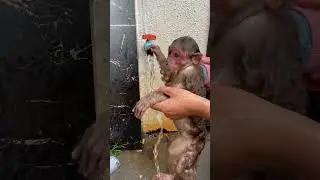 Is this her first time to take bath  ? #monkey #water #funny #shorts