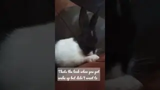 Sleepy bunny 🥱😴 does not want to wake up