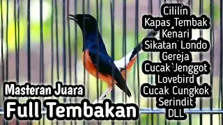 MURAI BATU GACOR FULL ISIAN TEMBAKAN CILILIN KENARI KAPAS TEMBAK GEREJA CUNGKOK LOVEBIRD TENGKEK DLL
