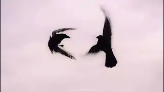 Golden Brown/ Dark Fantasy (editing packs in bio)