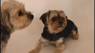 3 Hours Pet Relaxation Music 🐶🐱 | Calm Music for Dogs & Cats at Home