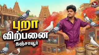 Fancy pigeon sales in Thanjavur | Fancy pigeon sales InThanjavur #tamil#trending#pigeonPH:7904708241