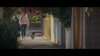 The Dog Walker