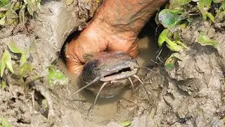 Unique Fishing  | Catching Catfish Fish | Finding Catfish in Secret Hole Dry