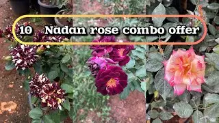 10 Nadan rose combo offer #kerala #rosecaring #rose #gardening #gardenplants