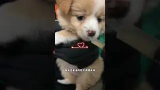 Latte's Journey: From Despair to Joy - Dog Recovery Story with Probiotics #puppy #dog