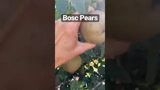 Bosc Pears
