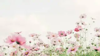 Que Bonito Amor
