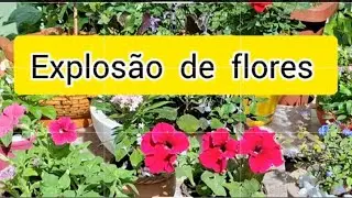 Meu jardim está com uma explosão de #flores lindas 