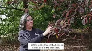 Black Gum Tree & Flowering Dogwood: What's that leaf?
