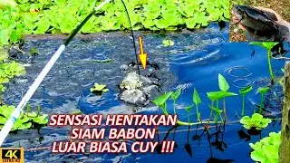 TEKNIK MANCING SEPAT SIAM BABON DIJAMIN KETAGIHAN SAMA TARIKAN NYA !!!