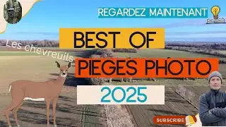 BEST OF 2025 d'observations de la faune sauvage &agrave; l'aide de cam&eacute;ras pi&egrave;ges photo :  les chevreuils.