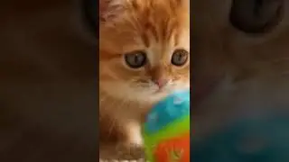 Adorable orange kitten reaction to a toy sound is too cute 😻🐾 #PetReaction #FunnyKitten