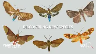 Discovering New Species in the Peruvian Amazon through Citizen Science