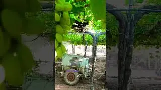 Spraying #shorts #grape #spray