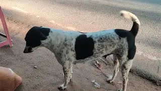 street dog fighter's/Charli 777/street dog lovers/o my dog/dog love and affection ❤️❤️❤️❤️