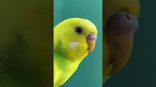 Bird Super Macro | Parakeet Tricks #shortsfeedstry