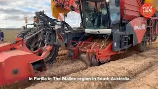 Harvesting South Aussie Potatoes 🥔