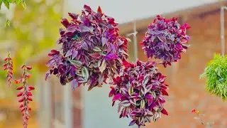 Creating Inch Plant Hanging balls |Hanging Garden Ideas