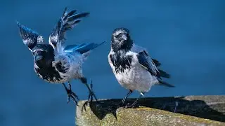 Do You know How Long Crows Live? Lifespan Crows