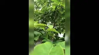 IPHONE + VN