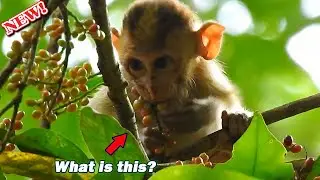 No r-isk with forest natural fruit!Alberto take baby Elpida to eat forest fruit on tree by happiness
