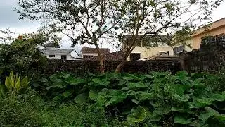 Naturaleza Sonido Ambiente