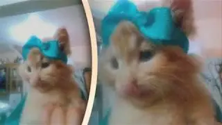 Pelusitos !!
