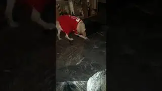 Negrito vs raza aria