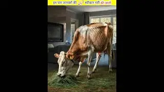 The sacrifice of these four animals is not accepted || #shorts