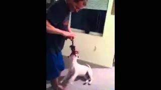 Parcore dog