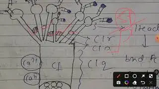 Classical Pathway Of Complement System #csirnet #GATEXL2023