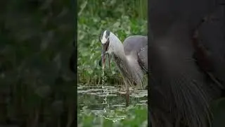 Most watched video of 2023. Great blue heron eating a snake