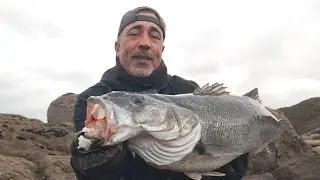 Primera lubina XXL con la nueva normativa de pesca. A la espera de PescaREC