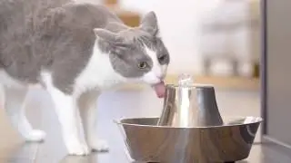 How to Clean the PetSafe&reg; Seaside Stainless Pet Fountain