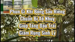Phun gì khi bông sầu riêng chuẩn bị xổ nhụy giúp Tăng Đậu Trái giảm Rụng Sinh Lý