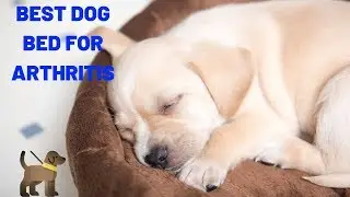 Best Dog Bed For Arthritis | Best Dog Bed In Amazon