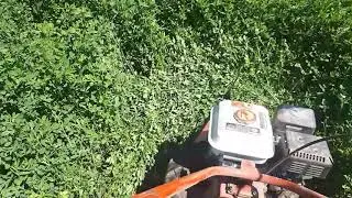 Motocositoare , la cosit lucerna