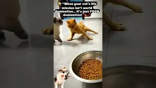 😂 &ldquo;When your cat&rsquo;s life mission isn&rsquo;t world domination&hellip; it&rsquo;s just FOOD domination! 🍗🐾 #shorts