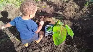 Mostrando as novilhas + milho+mudas de banana 