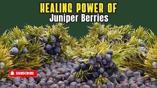 Essential oils: unlocking the healing secrets of juniper berries