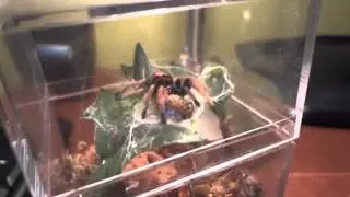 Vicious Attack! (Green Bottle Blue)