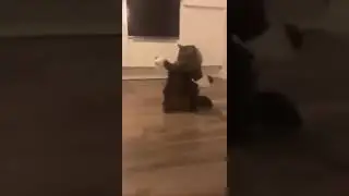 Cats (2019) Deleted Scene