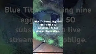 Blue Tit nesting with nine eggs