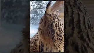 Sweeet owl at home. take kare of nature owl sound effect