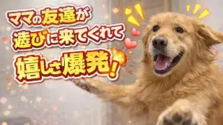 【Vlog】ママの友達が遊びに来てくれて嬉しさ爆発するゴールデンレトリバー