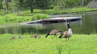 Canada Geese Family on grass chilling with their 5 goslings and flapping wings